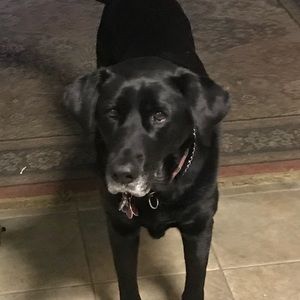 Meet your Posher, Griffin